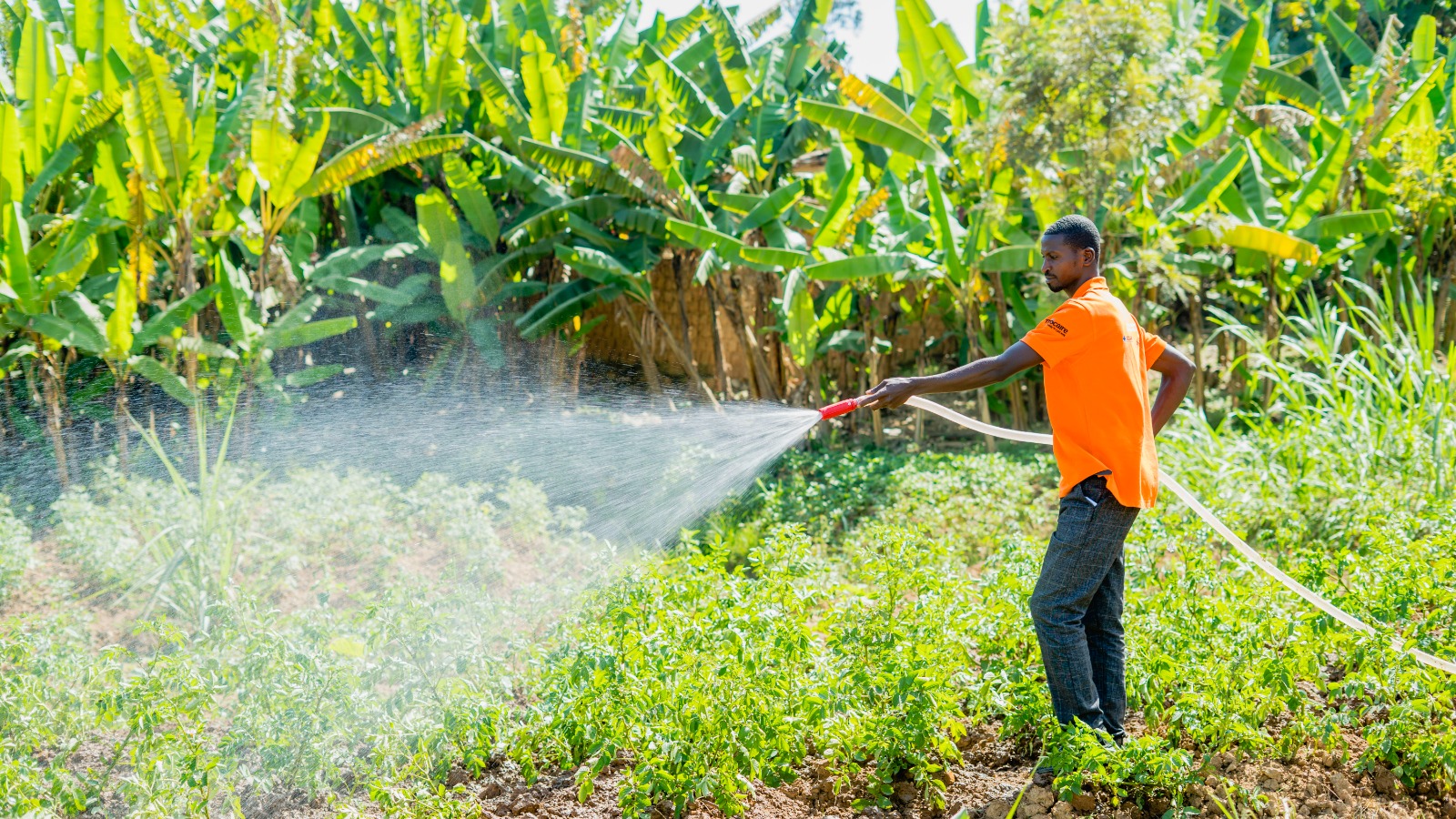 Habineza Jean Bosco tending to his climate-smart agriculture farm in Karongi District